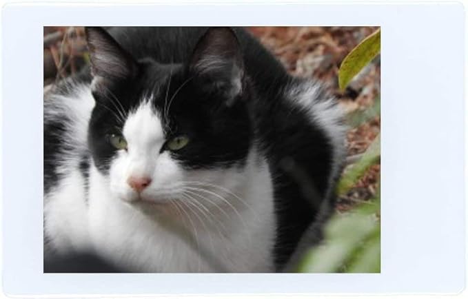 Fujifilm Instax Mini Instant Film, 5 Pack Film Bundle Includes 50 Total Picture Sheets