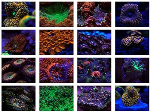 Aquarium Smartphone Camera Lens Filter 4 in 1 Kit Yellow Orange Lens Filter for Coral Reef Aquarium Photography