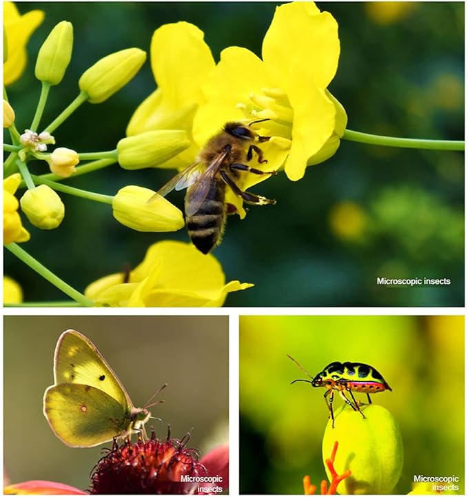 4K UHD 10X Macro Lens for iPhone & Android, Universal Clip-On Phone Camera Lens — No Distortion, No Vignetting, 3–12cm Focus Distance, Ideal for Flowers, Jewelry & Close-Up Photography