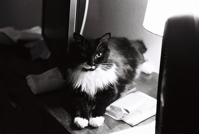 ISO400 35mm Black and White Film for Street Photography, 35 mm Roll with ISO 400, Scan Friendly Delivery for Editorial Workflow on Camera, 36EXP - 6 Pack