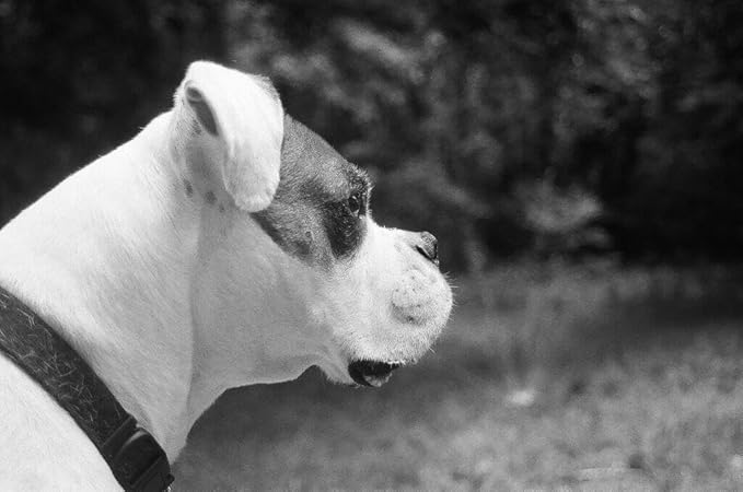 ISO400 35mm Black and White Film for Street Photography, 35 mm Roll with ISO 400, Scan Friendly Delivery for Editorial Workflow on Camera, 36EXP - 6 Pack