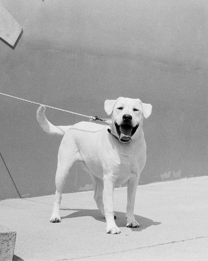 ISO 400 35mm Black and White Film for Street Photography, Film 35 mm Ready on Camera, Scan Friendly and Home Developing, 36EXP, SHD400-3 Pack