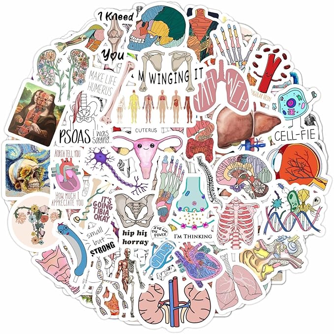 BulbaCraft 100Pcs Anatomy Stickers, Human Anatomy Decals, Body Part Stickers, Gifts for Women & Men