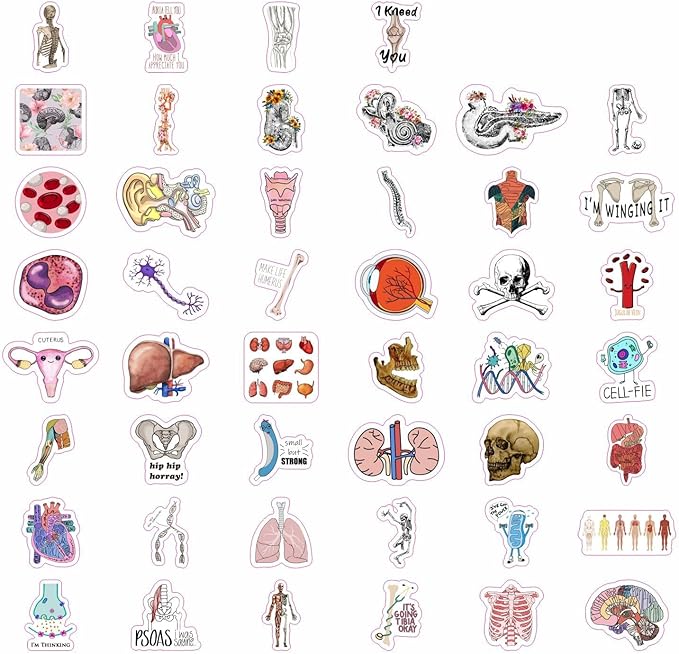 BulbaCraft 100Pcs Anatomy Stickers, Human Anatomy Decals, Body Part Stickers, Gifts for Women & Men
